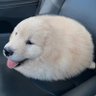 outer apply's profile picture