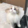 개춘배's profile picture