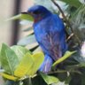 Profilbild von Bluebird Ridge