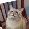 Profilbild von HappyCutje