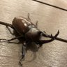 水虫の呼吸 的头像