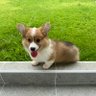 派大星 profil fotoğrafı