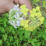wisalkhan11 的头像