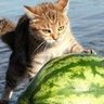Profilbild von cats cats cats make me smile