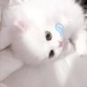 Profilbild von 天使猫猫