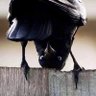 Фото профиля Thia Crow