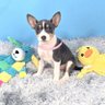 Фото профиля Basenji Puppies