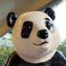南海のパンダ's profile picture