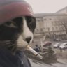 gato do spaço's profile picture