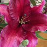 Фото профиля GDDsurvivor