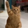 Profilbild von Mewtenant Spot