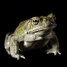 Фото профиля Meramec