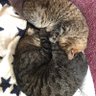 ででででん 的头像