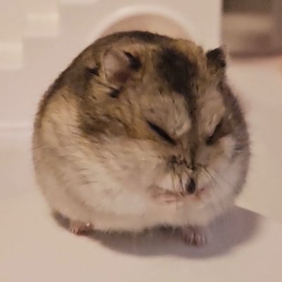 Goma's profile picture