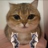 TalkingPets 的头像