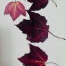 Фото профиля ERD
