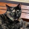 Фото профиля Setsuko.T