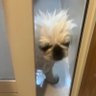 こっちゃんもかわいい 的头像