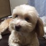 Profilbild von 伊藤一二三