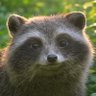 食べ過ぎタヌキ profil fotoğrafı