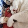 Фото профиля ごまちゃ