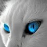 Profilbild von SHIFU ♍ 🥷