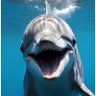 Delfin boy's profile picture