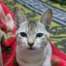 Raihan profil fotoğrafı