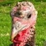 Profilbild von Jack Baltimore