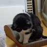 由紀夫 profil fotoğrafı