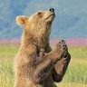 Mr Bultitude 🧸 profil fotoğrafı