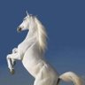 Samiya profil fotoğrafı