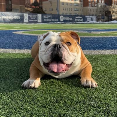 Jack the Bulldog's profile picture