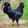 linyeba profil fotoğrafı
