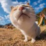 谈笑 profil fotoğrafı