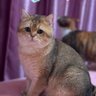 咦's profile picture