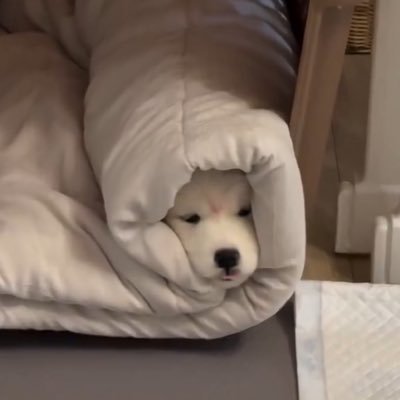 pppch's profile picture