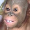 momonimonki 的头像