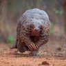 El pangolin's profile picture