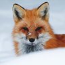 Profilbild von Obi the Fox