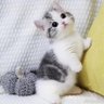Profilbild von 小小上上狼