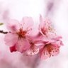 Linda Vaught's profile picture