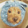 Gのちーちゃんだよ's profile picture