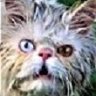 Profilbild von SickOfTheStupid