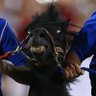 PONYFUCK 🐎⬆️'s profile picture