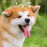 Profilbild von Meme King