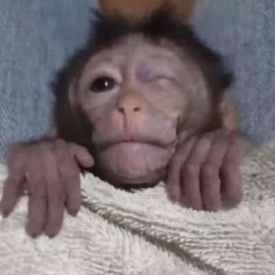 원숭이 아카이브's profile picture