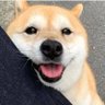 Profilbild von 高雄蘑菇君