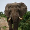Profilbild von Mind of Elephant