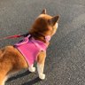 chanko profil fotoğrafı